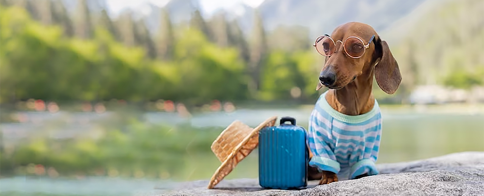 banner-vacaciones-residencia-canina-valencia-verano.jpg